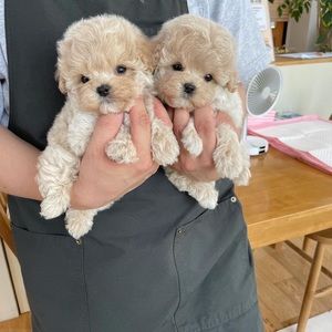 Meet your Posher, Craig